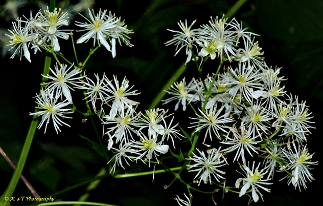 {Clematis virginiana}
